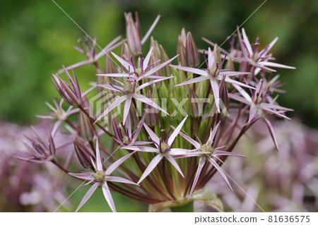Violet star of Persia flower head close up 81636575