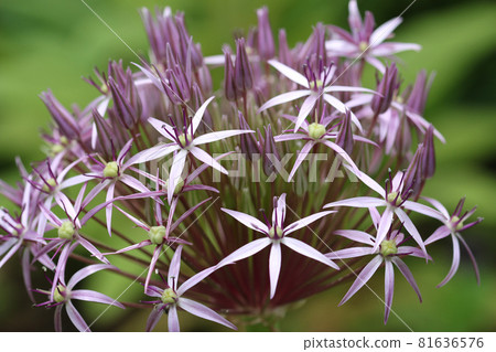Violet star of Persia flower head close up Violet star of Persia flower head close up 81636576