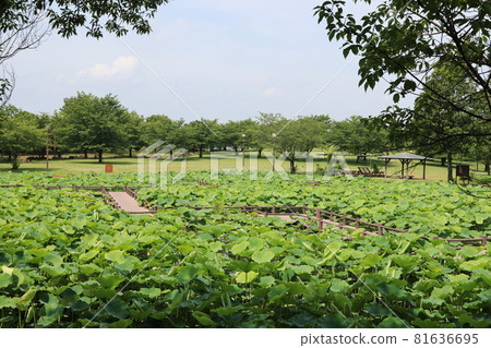 Scenery of ancient lotus village in Gyoda City, Saitama Prefecture Scenery of ancient lotus village in Gyoda City, Saitama Prefecture 81636695