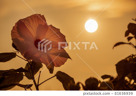 沙龍玫瑰花和日落 81636939