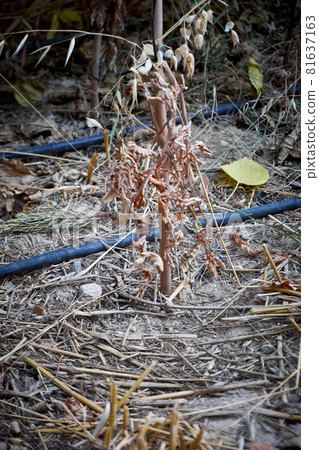 Devastated tomatoes as a result of long time drought Devastated tomatoes as a result of long time drought 81637163