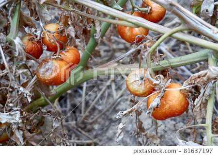 Devastated tomatoes as a result of long time drought 81637197