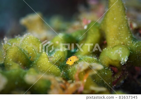 Sesame velvet sea slug in Nishiizu, part 5 81637345
