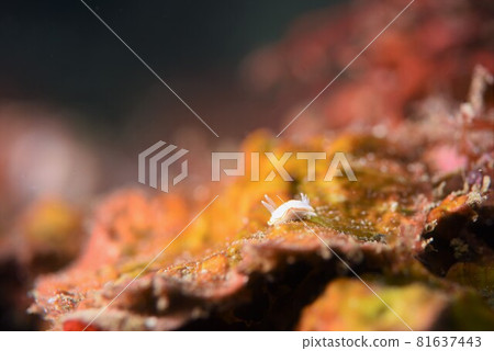 The Three-spotted Sea Slug of Nishiizu, Part 4 The Three-spotted Sea Slug of Nishiizu, Part 4 81637443