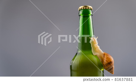 Close-up of a snail crawling on a glass bottle of beer in the studio. 81637881