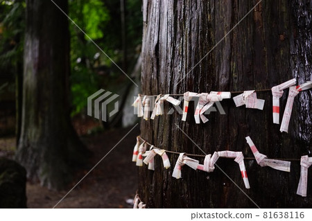 一棵與幸運相連的樹 81638116