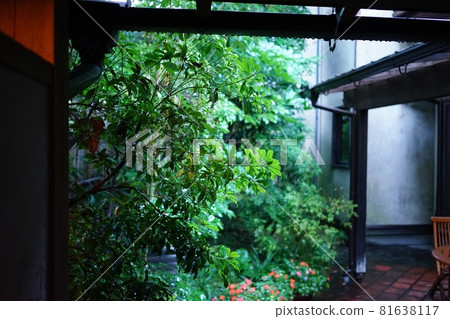 在雨中被淋濕的植物 81638117