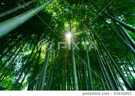 大名花園 中津萬松園 81638461