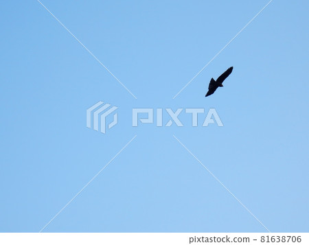 Sky Kite Sky Kite 81638706