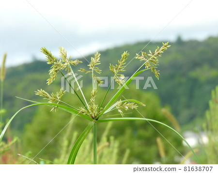 Flowers of the sedge family "Nutsugu" Flowers of the sedge family "Nutsugu" 81638707