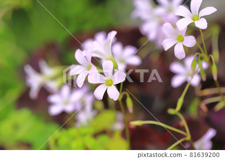 Oxalis triangularis (Purple Dance) 81639200