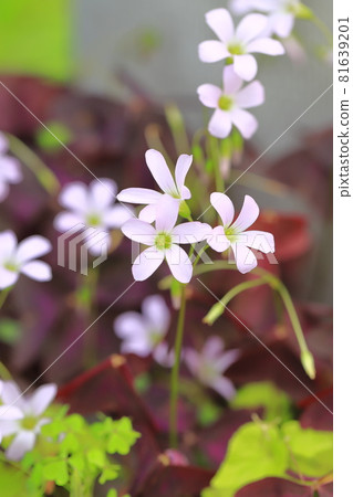 Oxalis triangularis (Purple Dance) 81639201