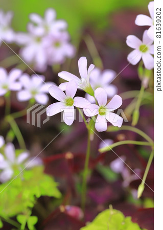 Oxalis triangularis (Purple Dance) 81639202