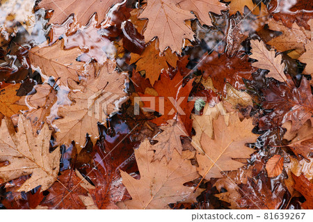 Fallen oak leaves Fallen oak leaves 81639267
