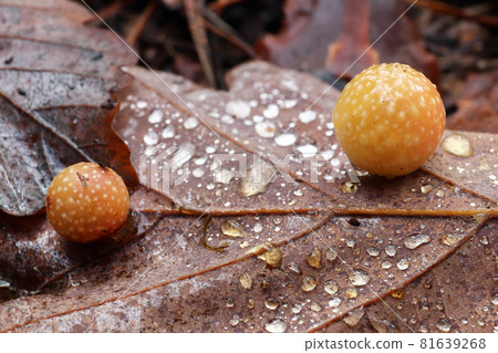 Oak apple or oak gall Oak apple or oak gall 81639268