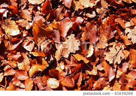 Fallen autumn oak and beech leaves Fallen autumn oak and beech leaves 81639269