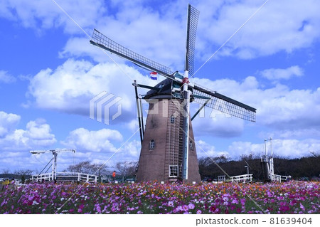 Cosmos in full bloom and a windmill as a symbol of the square Cosmos in full bloom and a windmill as a symbol of the square 81639404