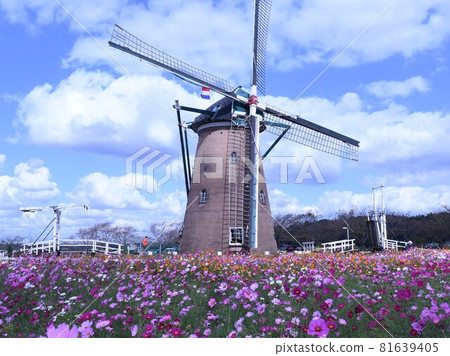 Cosmos in full bloom in the square with its iconic windmill 81639405