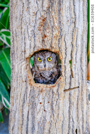 Owl looking out of a hole in a tree 81639408