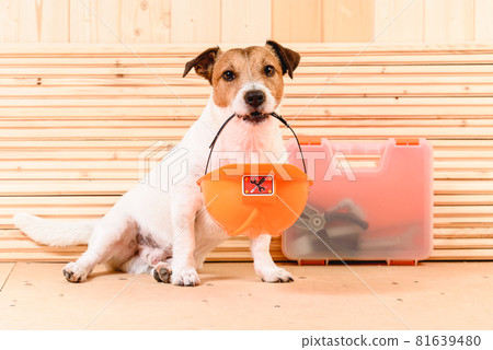 Safety first concept with cute dog holding hardhat in mouth at construction site 81639480