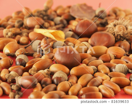 Lots of acorns and chestnuts Lots of acorns and chestnuts 81639633