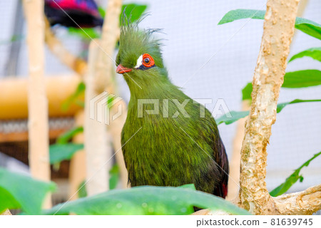 Cute Turaco 81639745