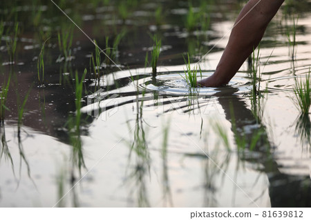 Farmer rice planting on water Farmer rice planting on water 81639812