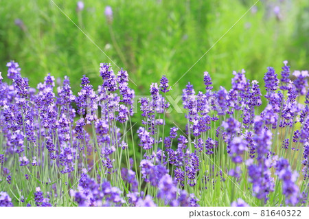紫色的薰衣草田 81640322