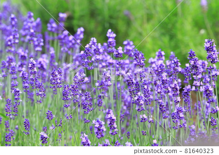 紫色的薰衣草田 81640323