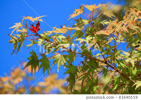 Maple leaves with the tips starting to turn red Maple leaves with the tips starting to turn red 81640559