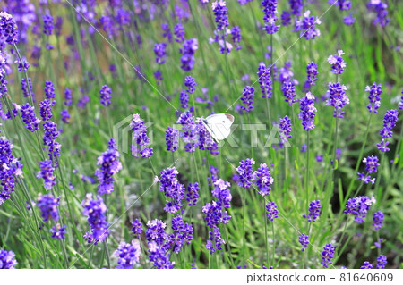 紫色薰衣草和白色蝴蝶 81640609