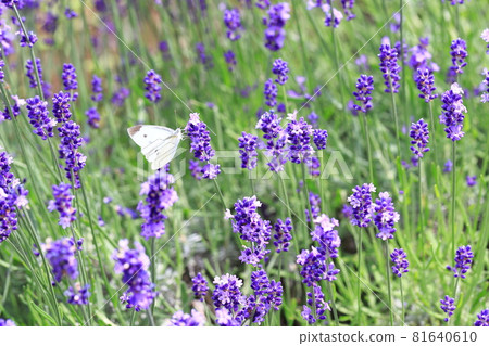紫色薰衣草和白色蝴蝶 81640610