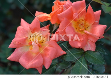 花的女王 81640681