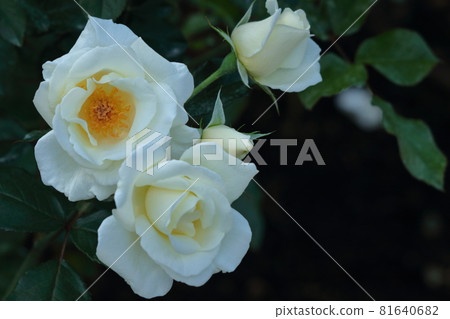 花的女王 花的女王 81640682