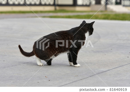 A black cat without a hind paw is walking down the street A black cat without a hind paw is walking down the street 81640919