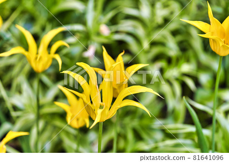 Bright flowers of tulips on a tulip field on a sunny morning Bright flowers of tulips on a tulip field on a sunny morning 81641096