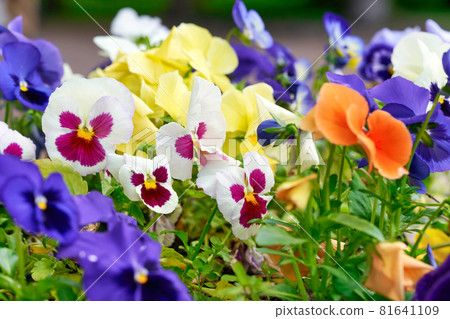 Multicolored pansy flower plant natural background, summer time 81641109