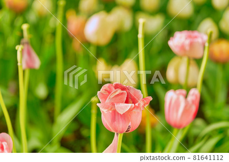 Bright flowers of tulips on a tulip field on a sunny morning Bright flowers of tulips on a tulip field on a sunny morning 81641112