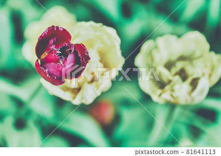 Bright flowers of tulips on a tulip field on a sunny morning 81641113
