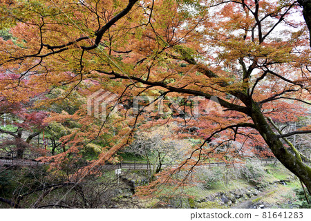 Yorokoen公園秋葉 Yorokoen公園秋葉 81641283