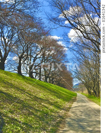 京都府八幡市,以藍天為背景的瀨割堤的櫻花樹和草坪風景 京都府八幡市,以藍天為背景的瀨割堤的櫻花樹和草坪風景 81641342