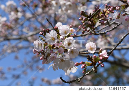 春天到來，櫻花盛開 81641567