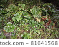 自古以來就原生的蕨類植物。 81641568