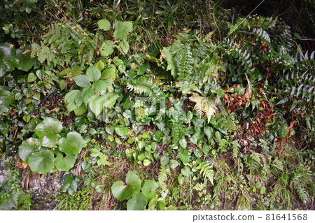自古以來就原生的蕨類植物。 81641568