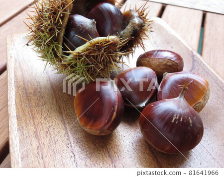 A bountiful autumn harvest: chestnuts and chestnut burrs 81641966