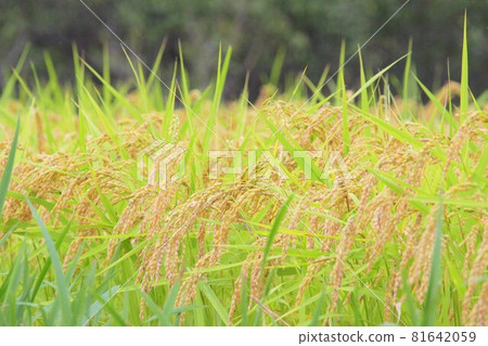 水稻 81642059