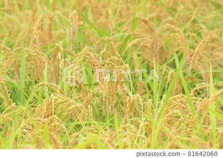 水稻 水稻 81642060