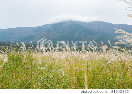 Sengokuhara Susuki Meadow (Hakone Town, Kanagawa Prefecture) 81642565