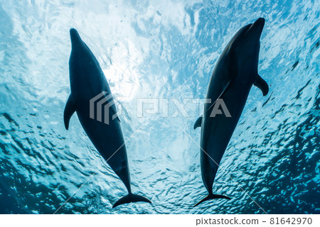 Dolphin 81642970