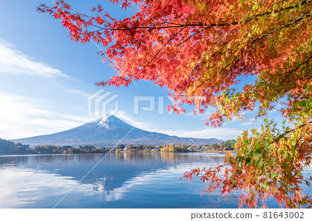 Fuji and autumn leaves Fuji and autumn leaves 81643002